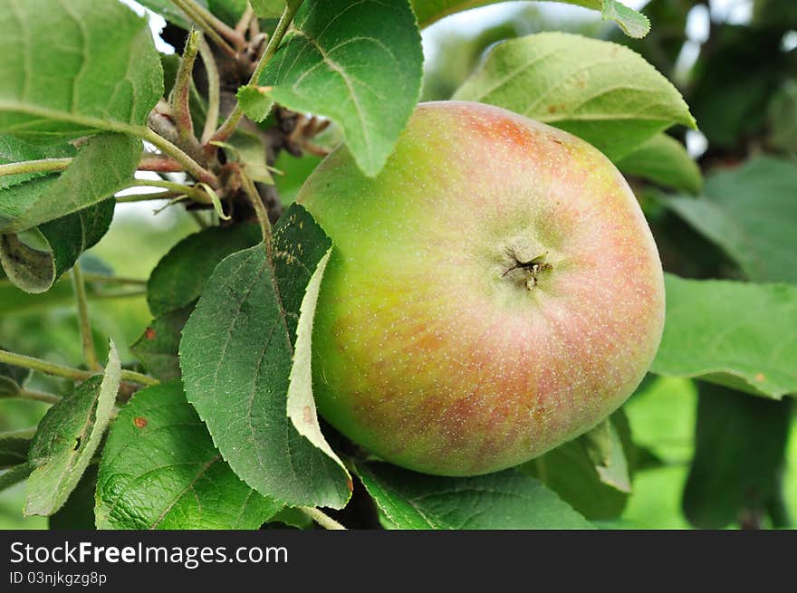 Red and green apple growwing on a tree. Red and green apple growwing on a tree