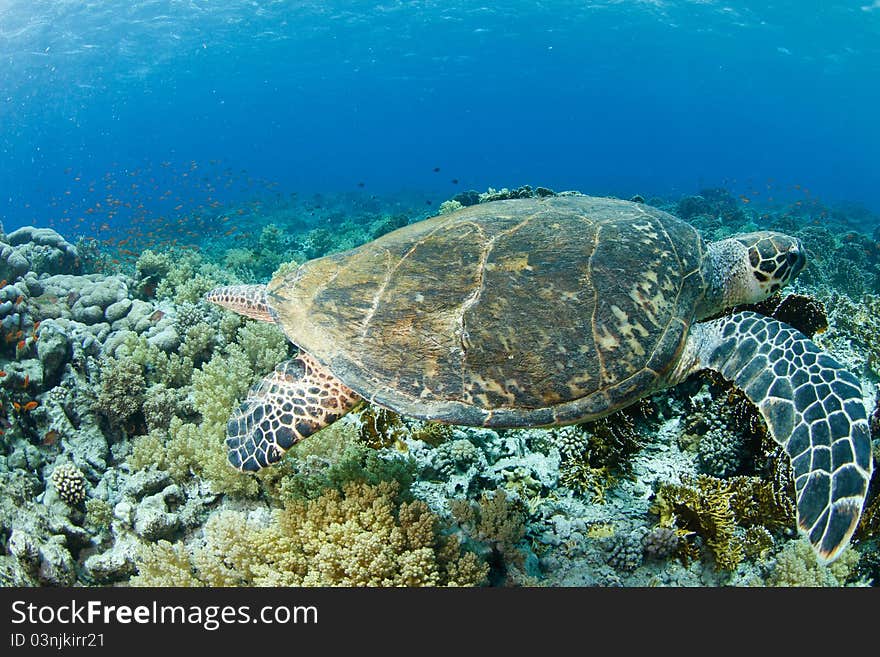 Hawksbill turtle and reef in the red sea