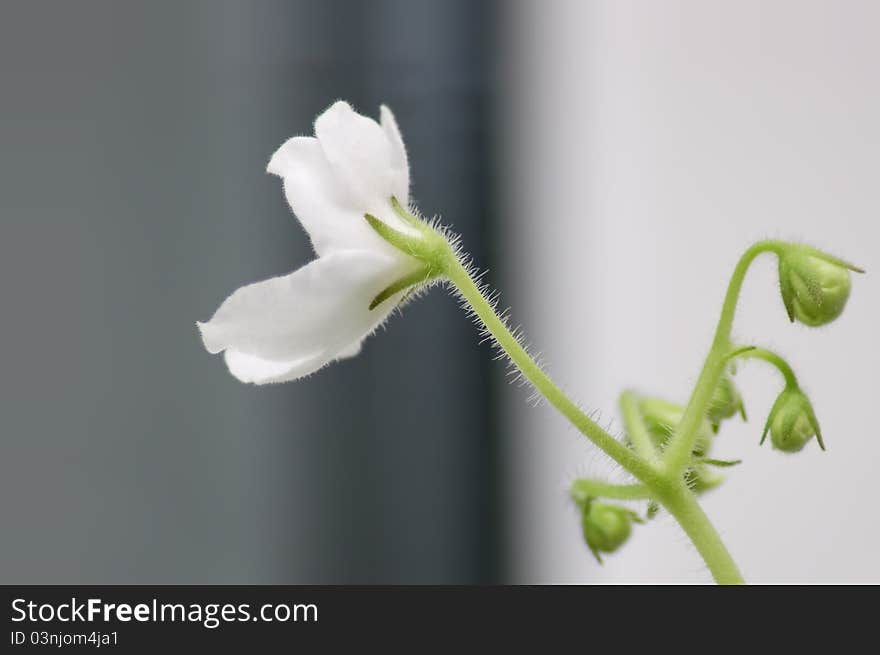 Yin and Yang domestic violet