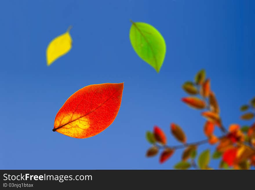 Falling 3 colored autumn leaves against blue sky. Falling 3 colored autumn leaves against blue sky