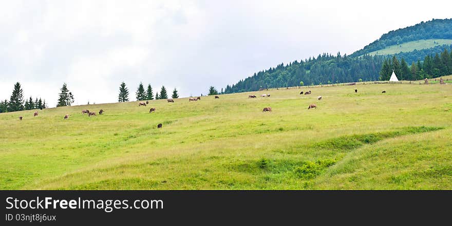 Cow on grassland on mountain