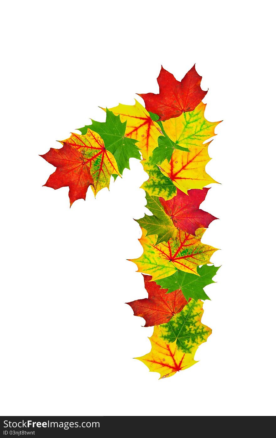 Autumn maple Leaves in the shape of number One isolated on white