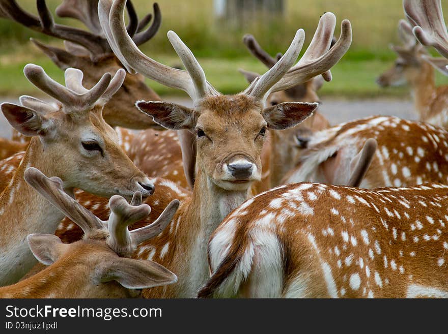 Deer looking out from the herd