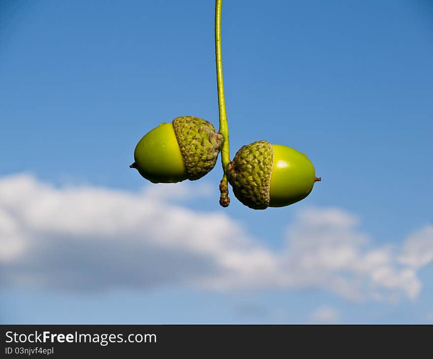 Green acorns against the blue sky. Local acorns largest species, against the blue cloudy sky.