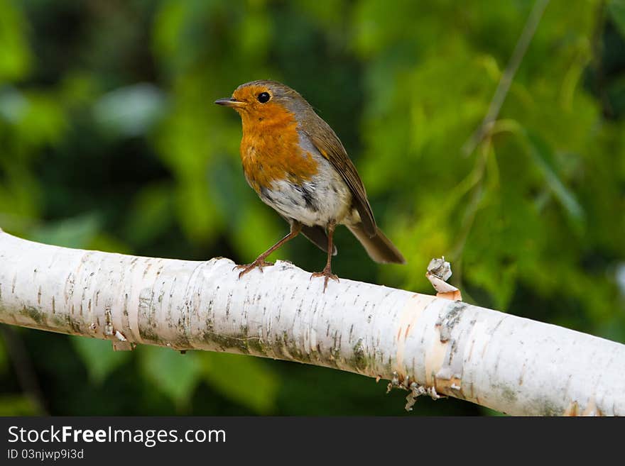 Robin on a branch