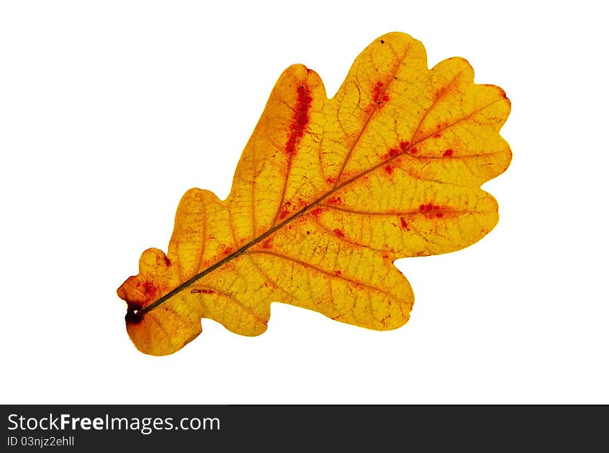 Yellow autumn oak leaf over the white background. backlight