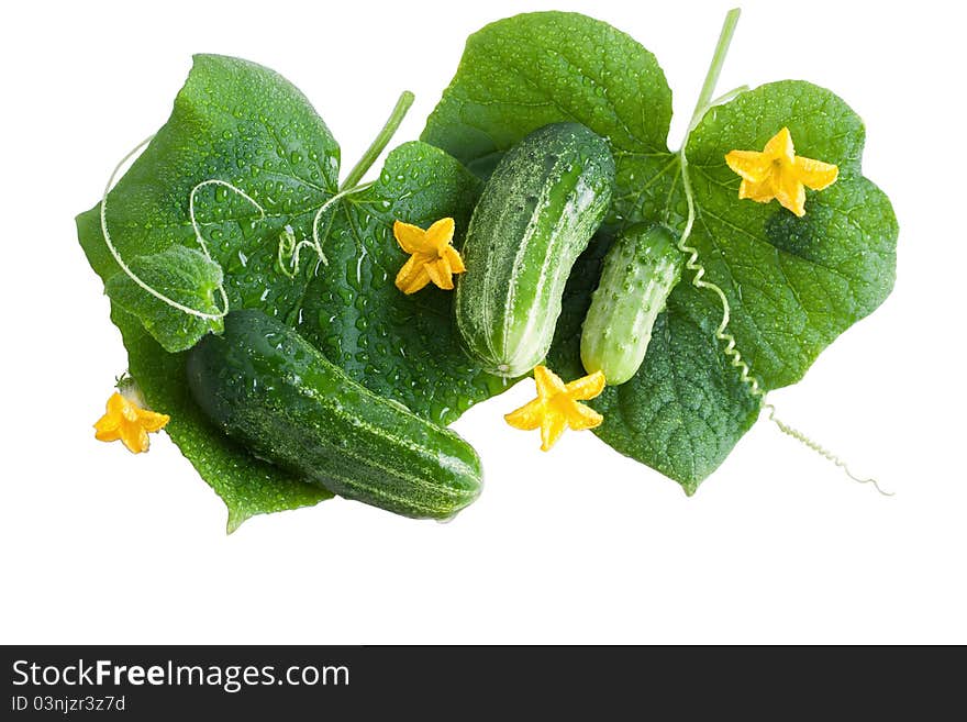 Green cucumber with leaves isolated on white