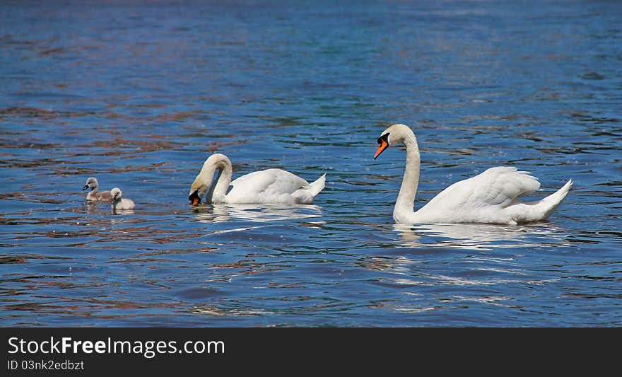 Happy family of white swans are swimming in the lake.