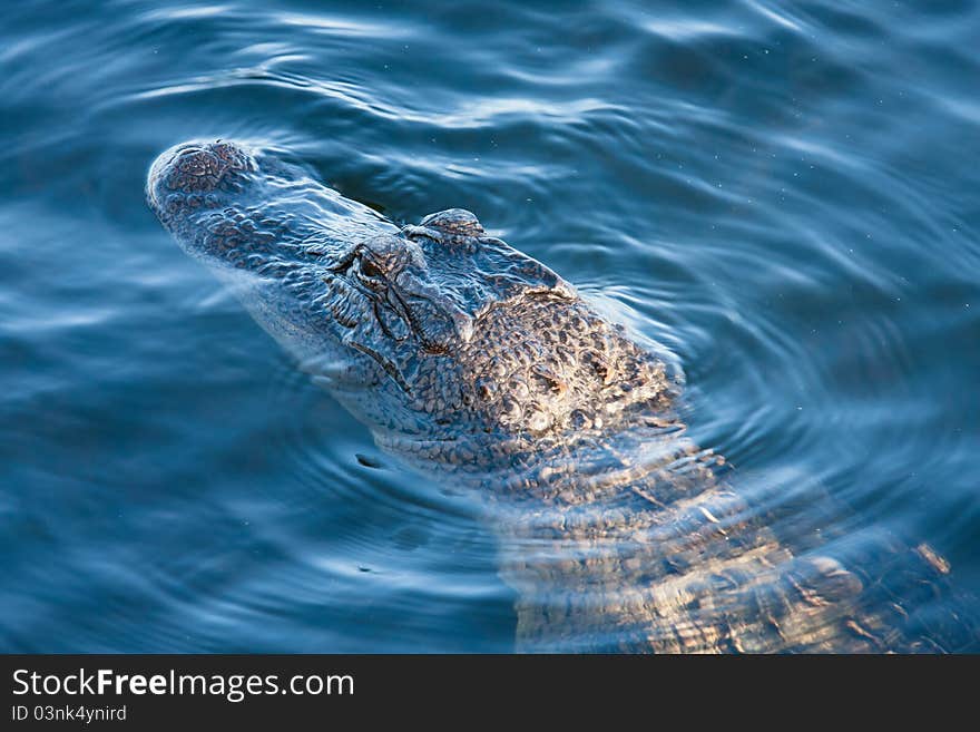 Aligator's head just above water