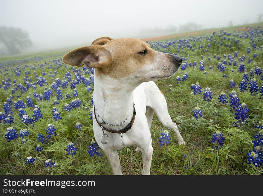 Jack Russell Mix and Bluebonnets