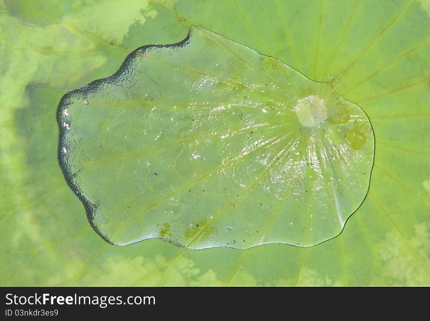 Lotus leaves and droplet in a park in china