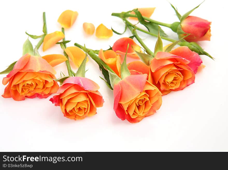 Fine roses on a white background