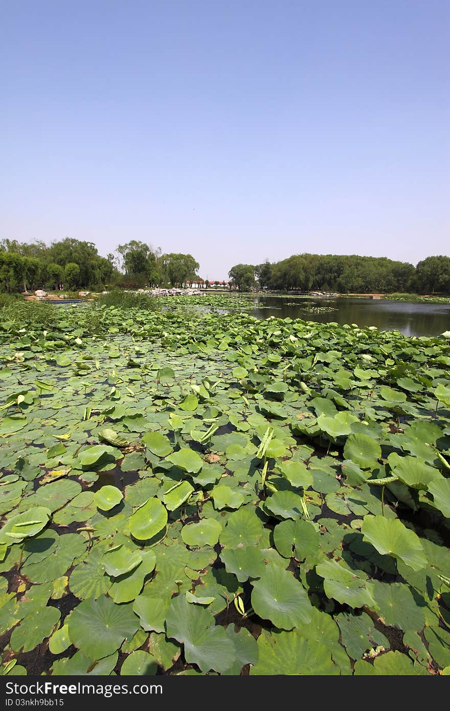 Lotus pond in a park in china