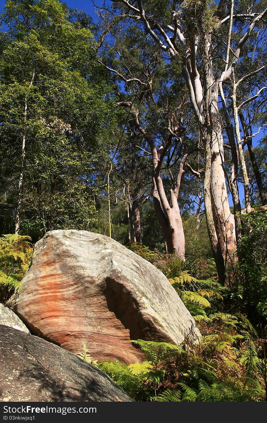 Australian bush with rocks and eucalyptus trees.