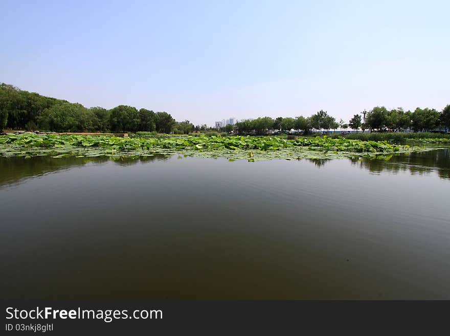 Lotus pond scenery in a park