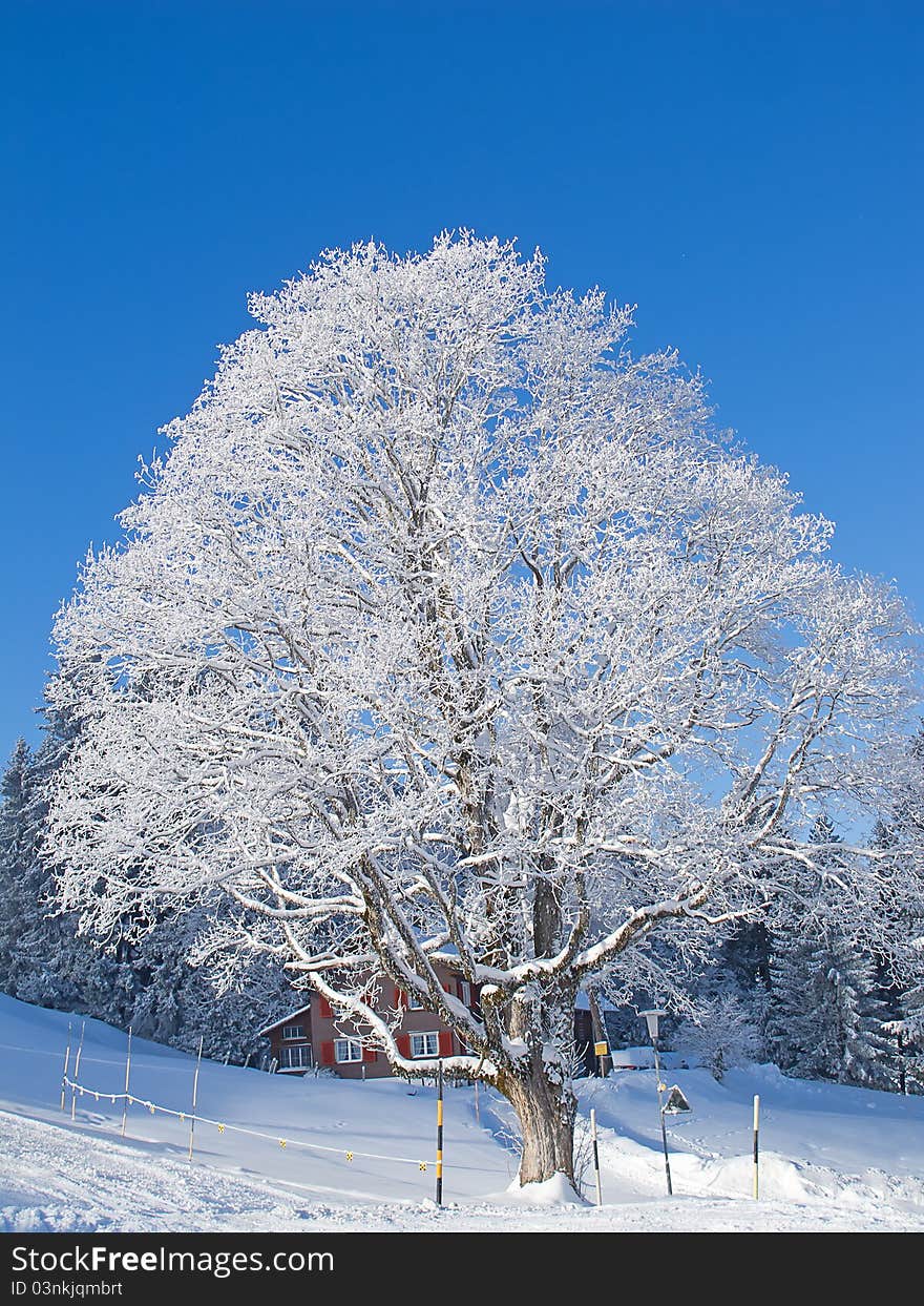 Winter in alps