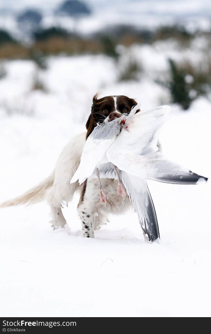 Retrieving Springer Spaniel Dog