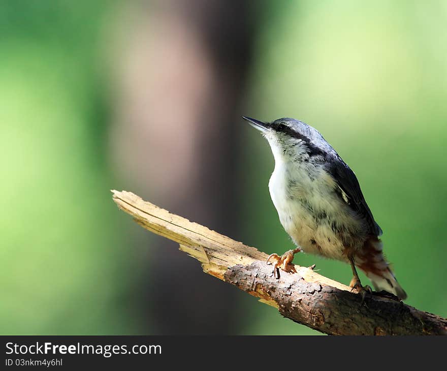 Nuthatch on branch