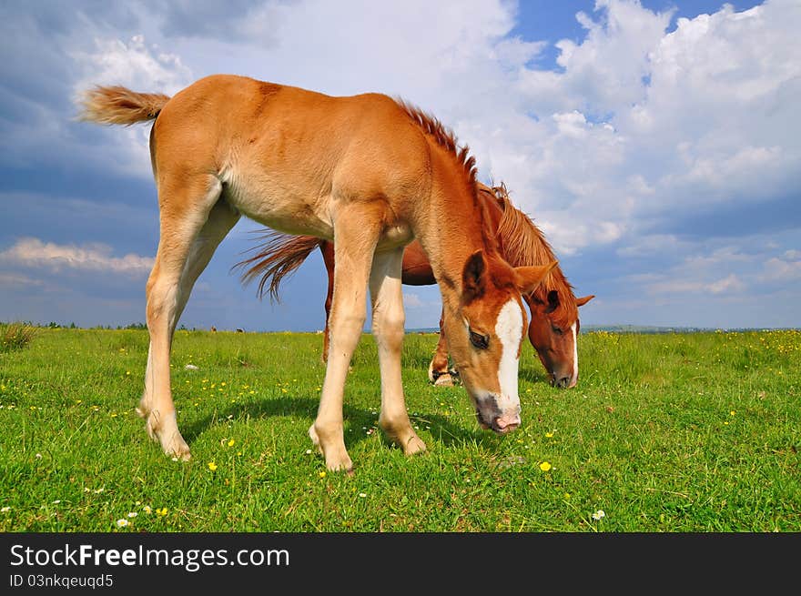 Foal with a mare on a summer pasture