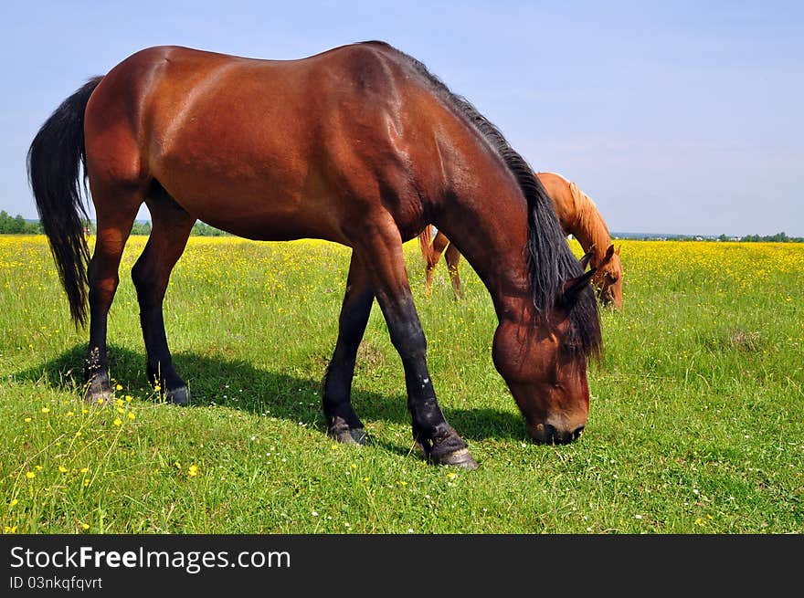 Horses on a summer pasture