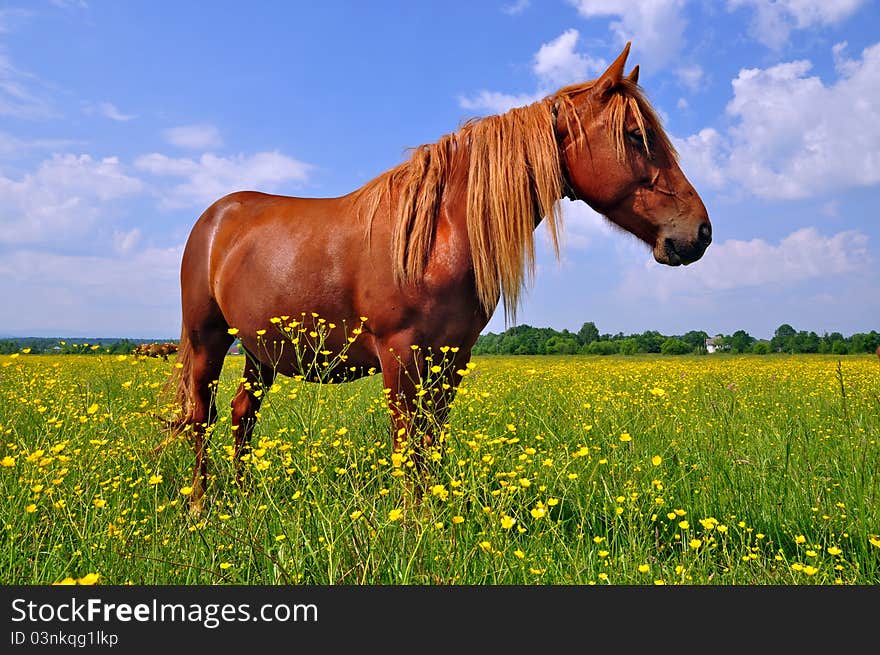 Horse on a summer pasture