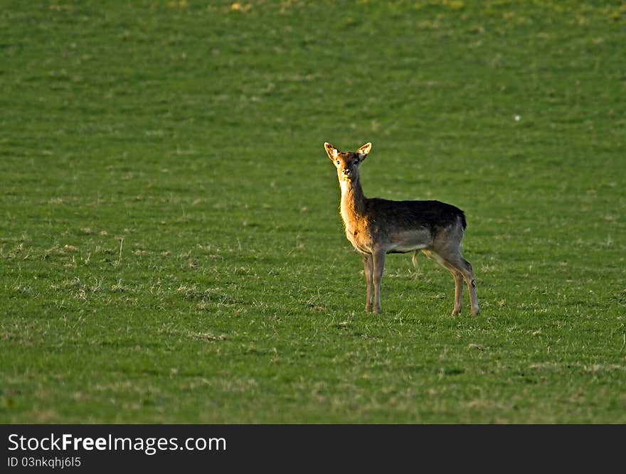 Solitary Fallow Deer, Buck Fawn. This yearling is learning to live on his own. Solitary Fallow Deer, Buck Fawn. This yearling is learning to live on his own.