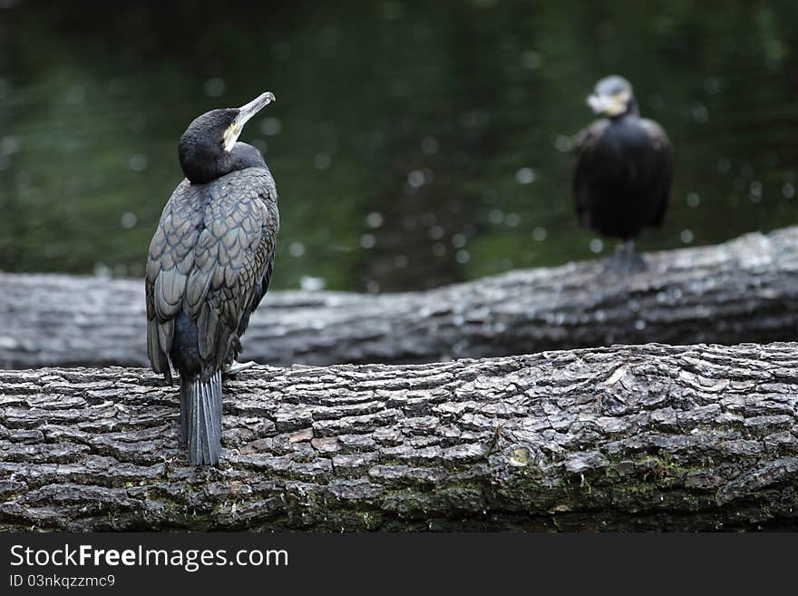 Great Cormorant