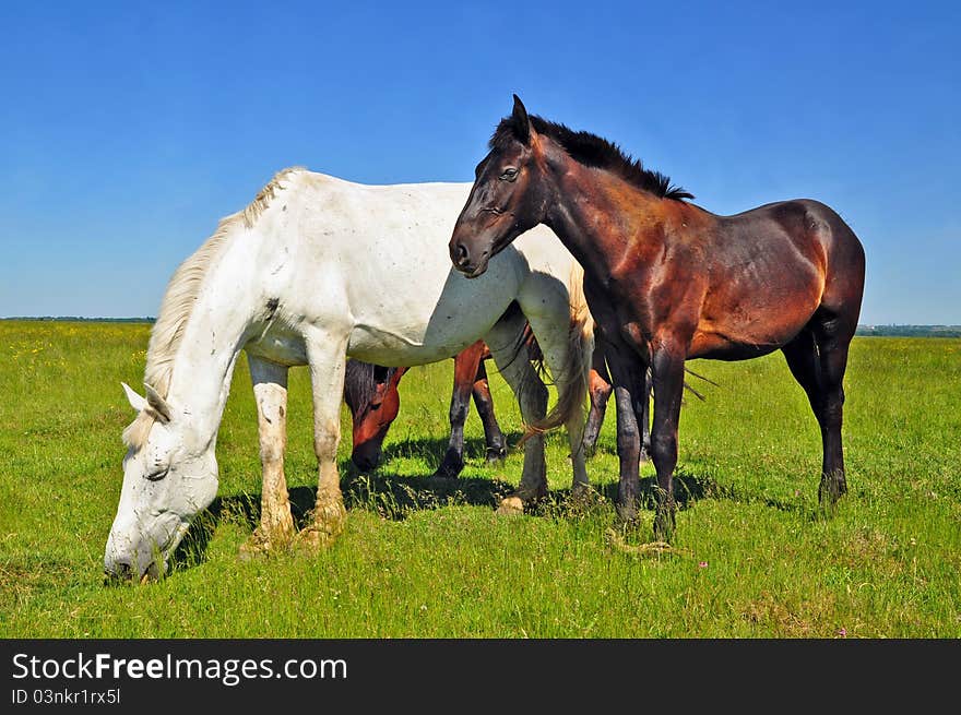 Horses on a summer pasture