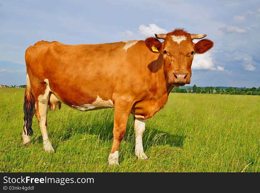 A cow on a summer pasture in a summer rural landscape