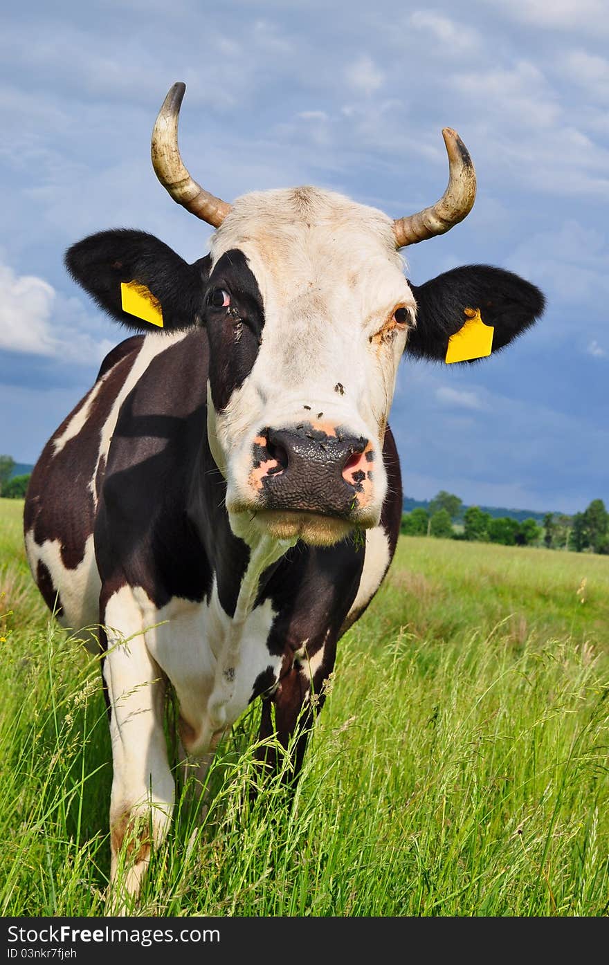 Cow on a summer pasture