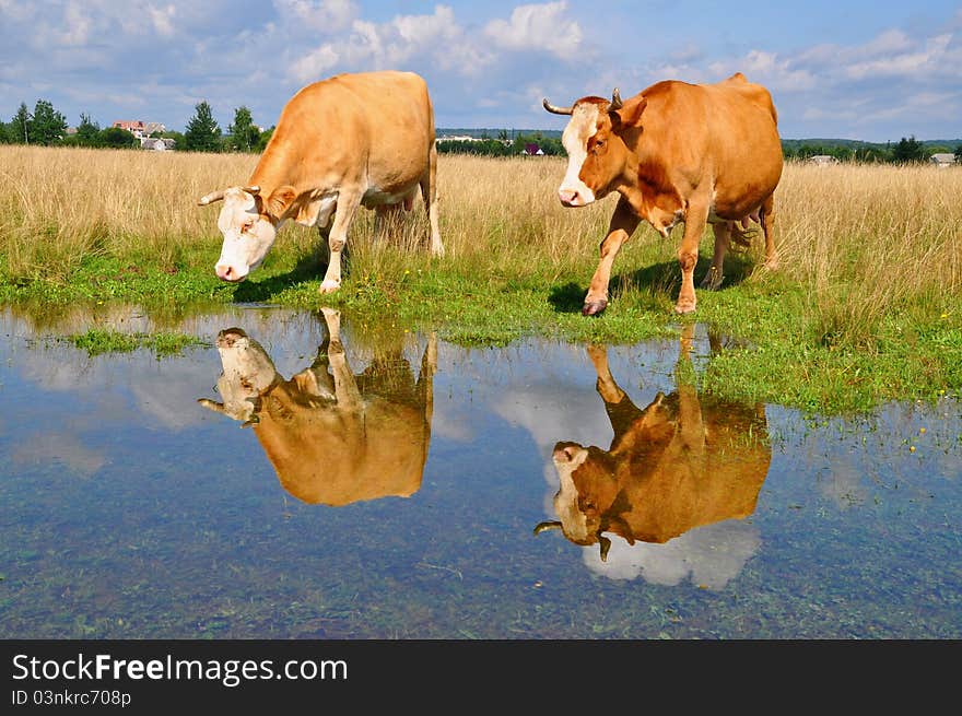 Cow On A Summer Pasture After A Rain