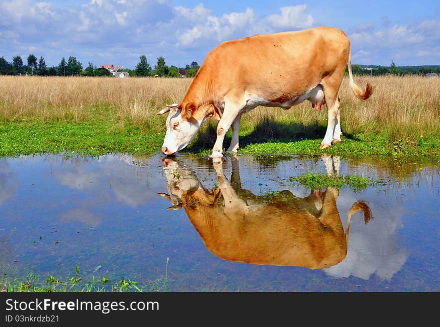 Cow On A Summer Pasture After A Rain