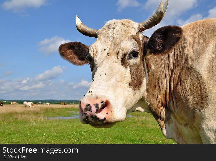 Head of a cow.