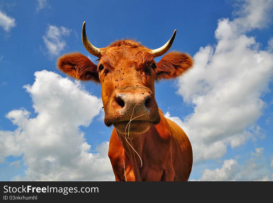 Head of a cow.