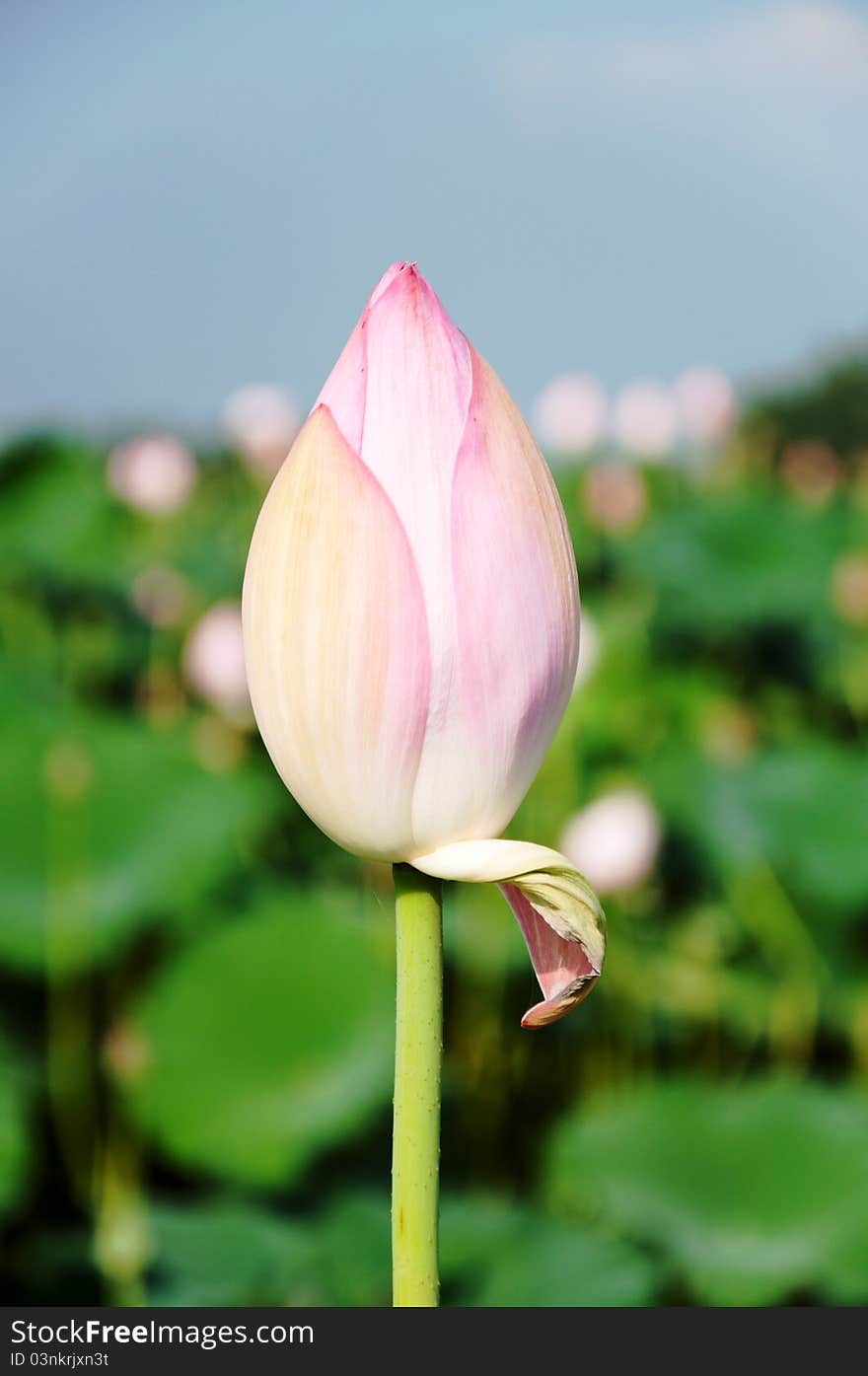 Lotus bud