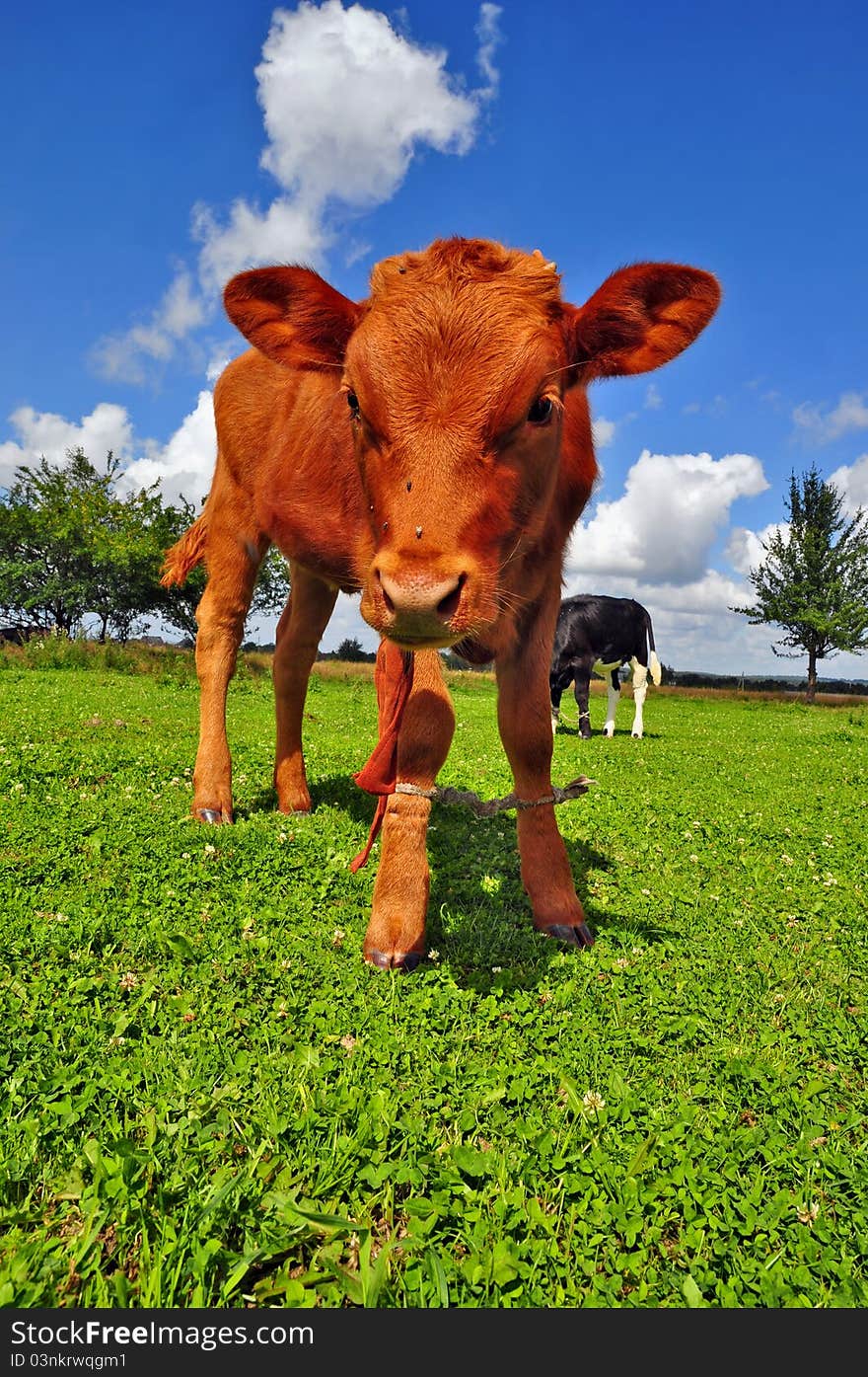 The calf on a summer pasture