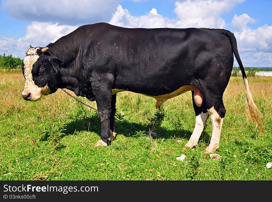 Bull on a summer pasture