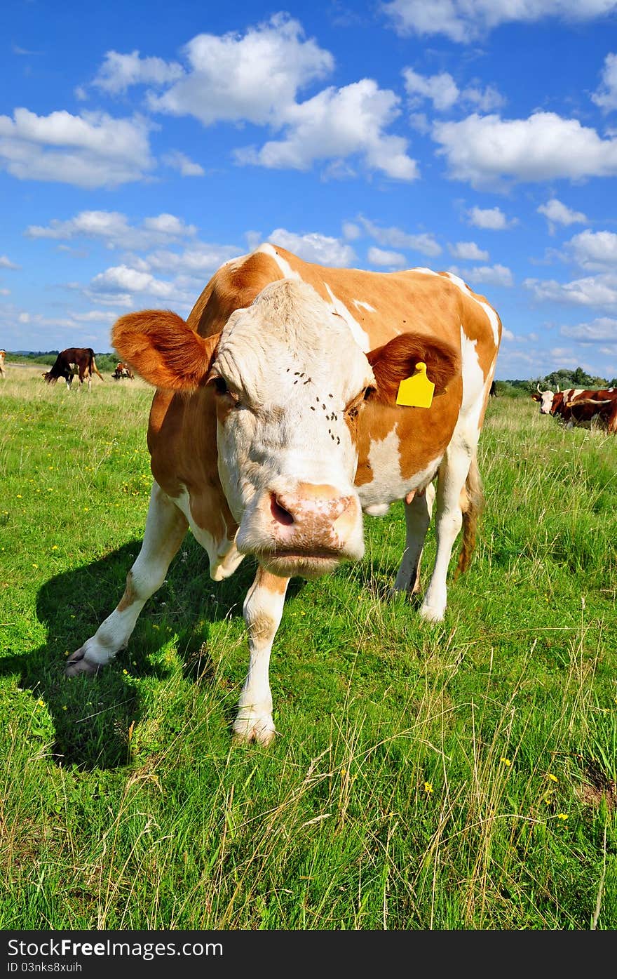 A cow on a summer pasture in a summer rural landscape