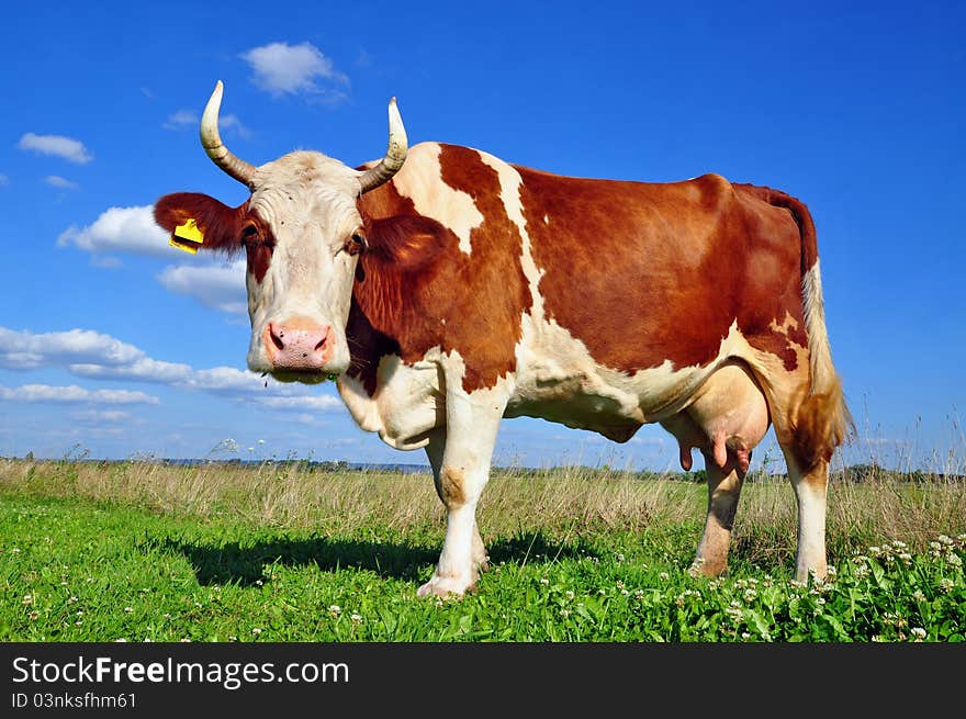 A cow on a summer pasture in a summer rural landscape