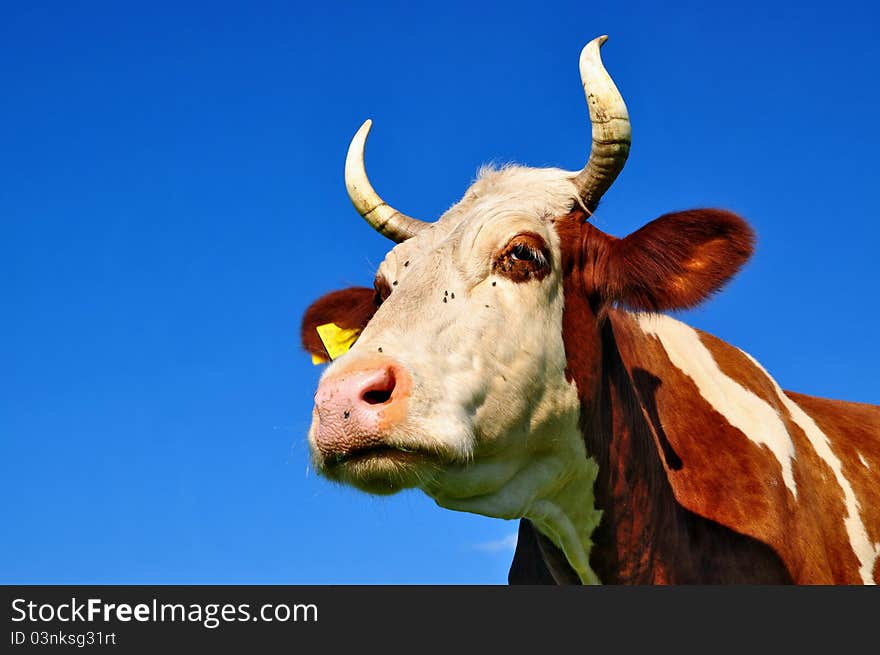 Head of a cow