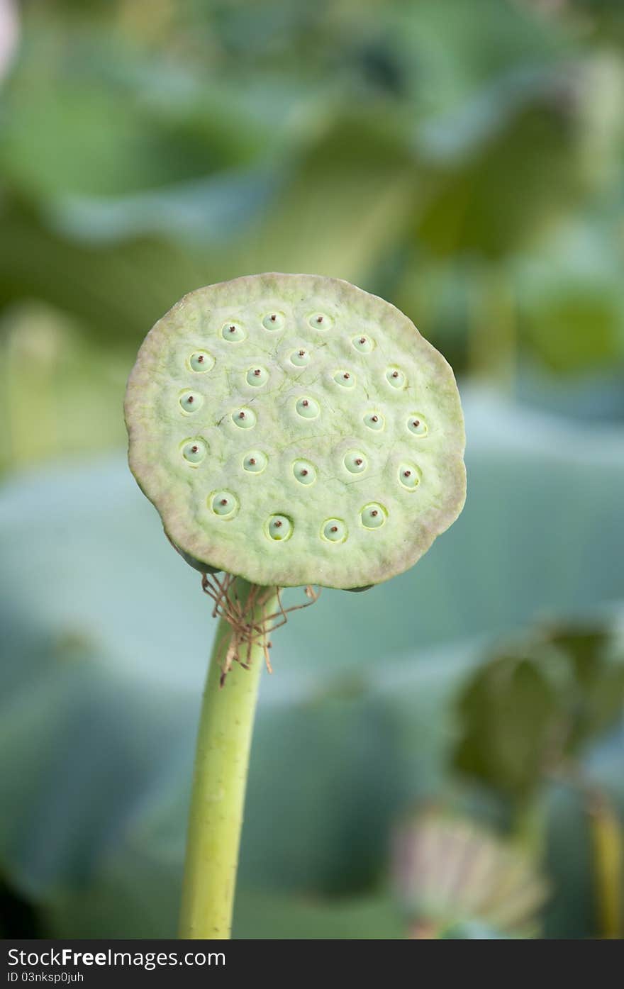 Lotus seeds