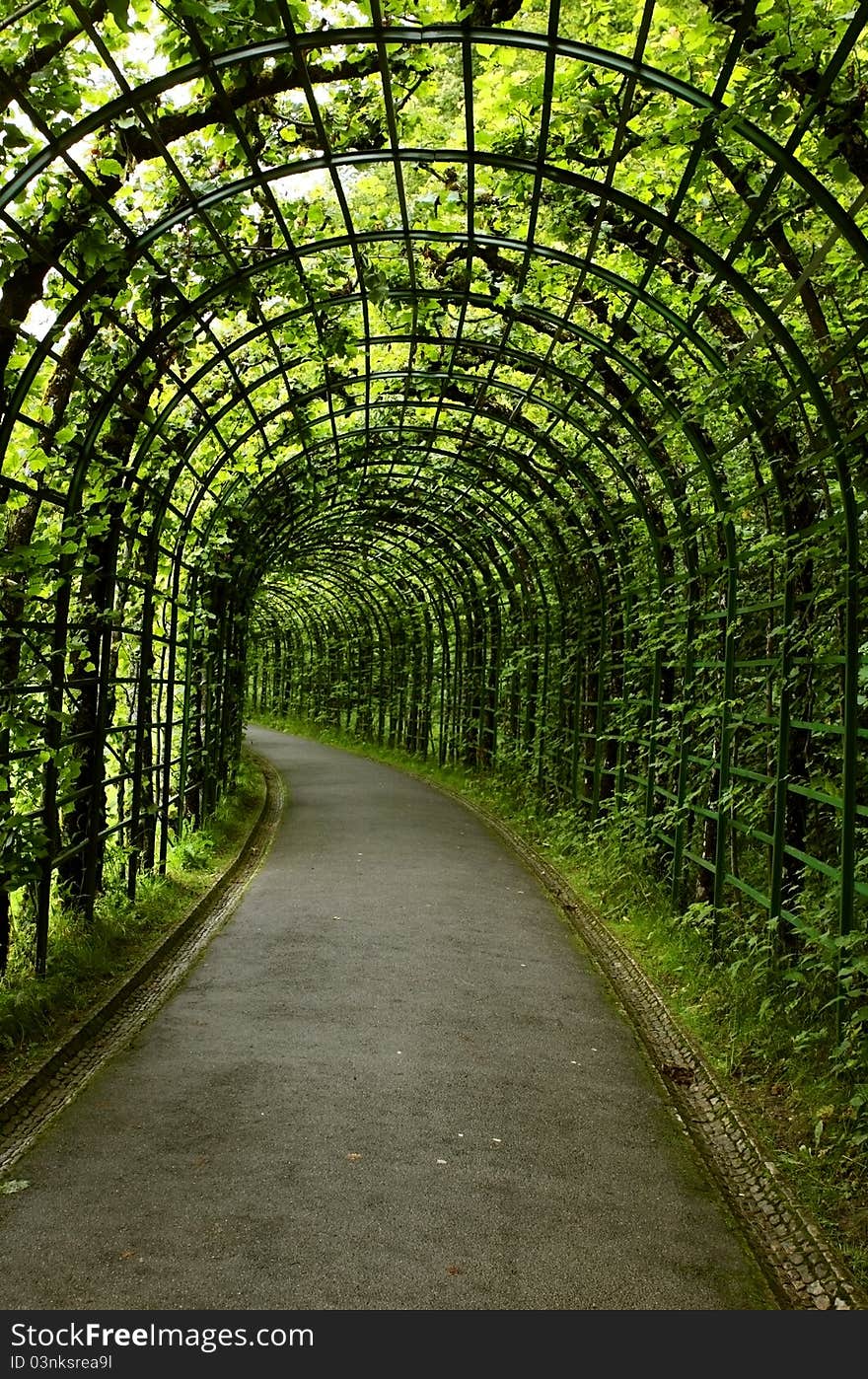 Live green tunnel made with plants. Live green tunnel made with plants