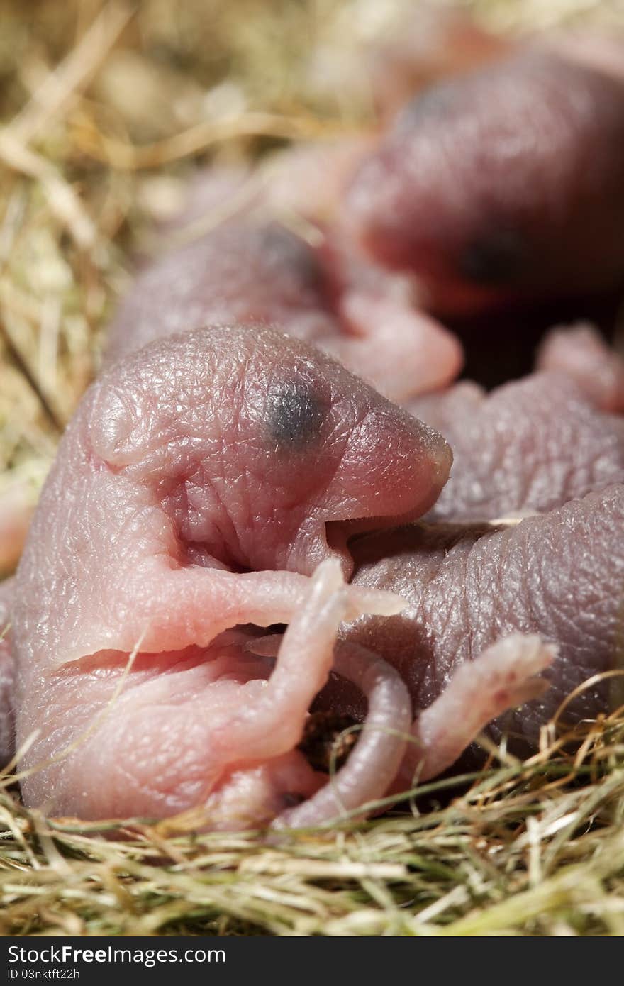 Newborn mouse