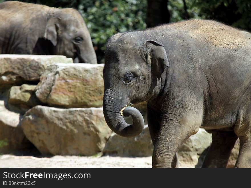 Asian Elephant