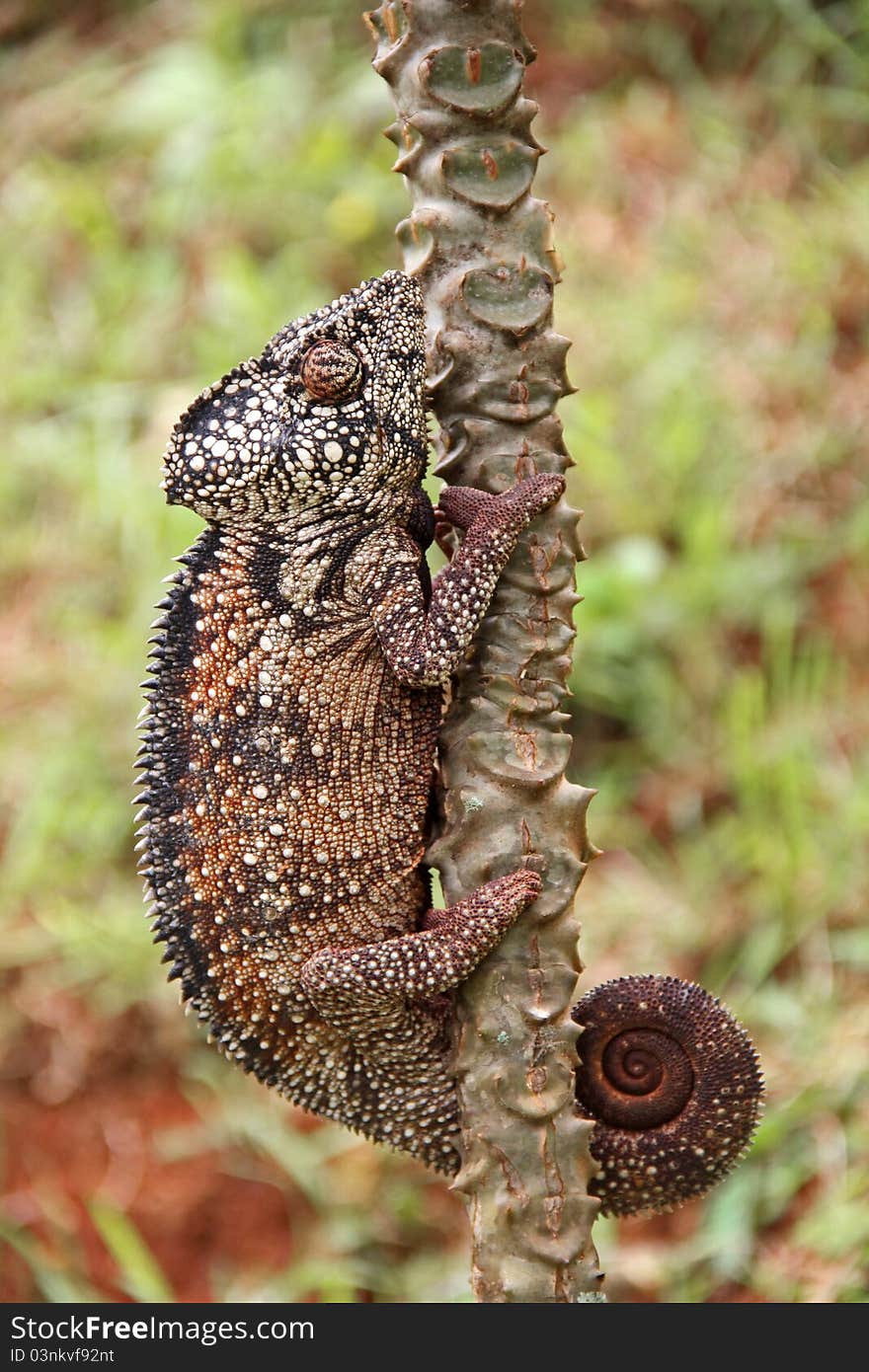 Hanging Chameleon at lemur's park Madagascar