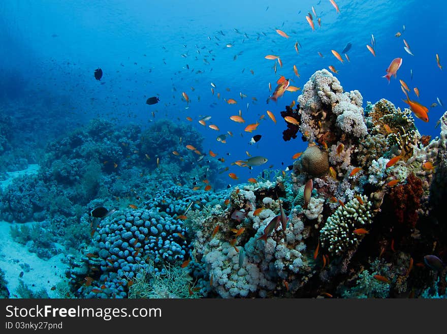 Beautiful coral reef with anthias