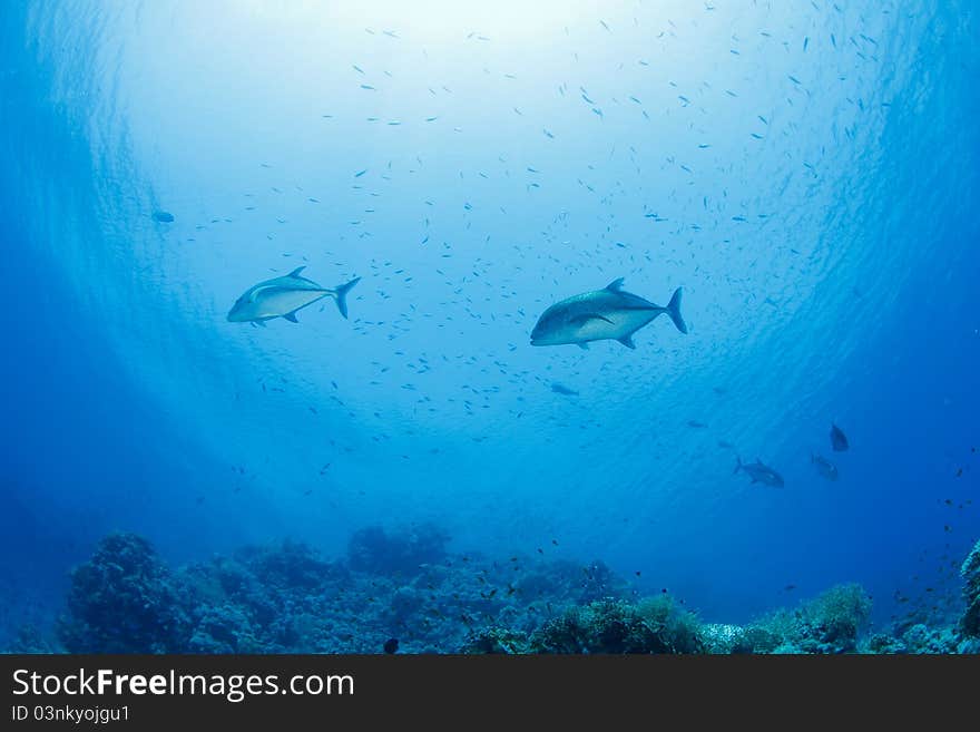 Trevally also called jackfish in the red sea