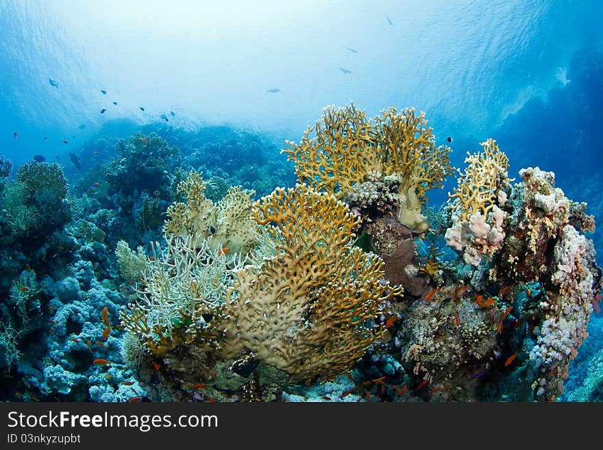 Beautiful firecoral and reef in the red sea