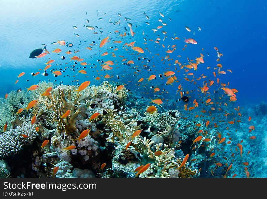 Beautiful coral reef with anthias in the red sea