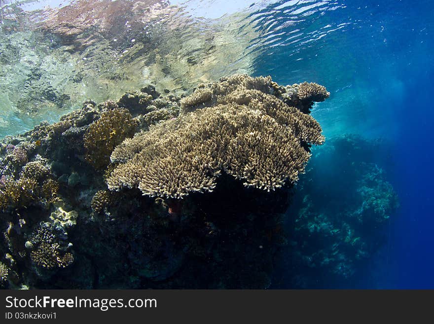 Beautiful coral reef close to the surface in the red sea